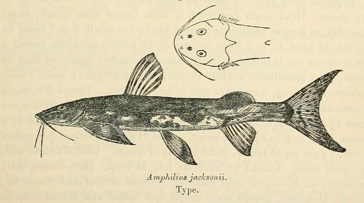 Marbled mountain catfish