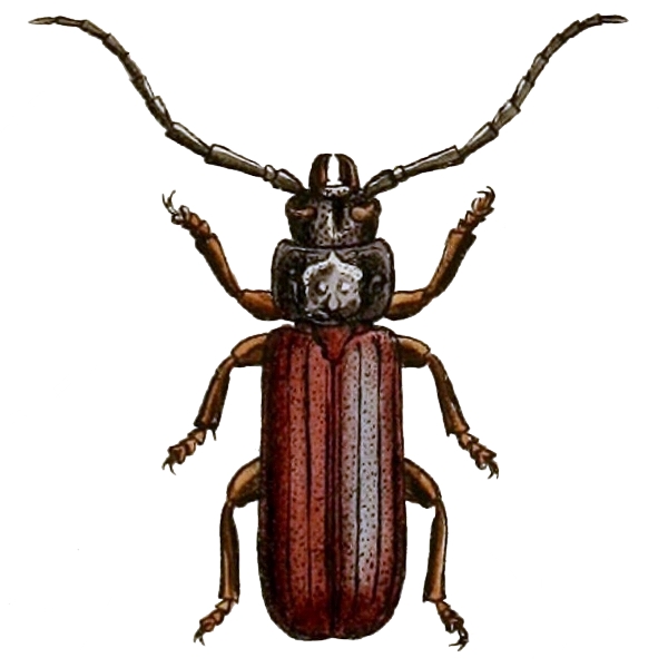 Eurypoda antennata
