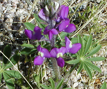 Lupinus arizonicus