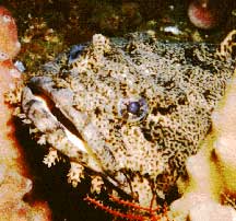 Oyster toadfish