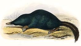 Urotrichini
