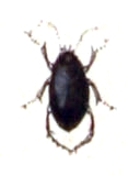 Hygrotus