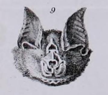 Least horseshoe bat