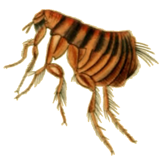 Hystrichopsyllidae