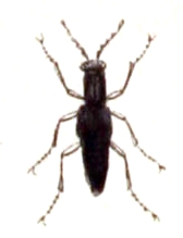 Stenus biguttatus
