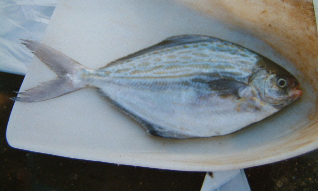 Stromateus