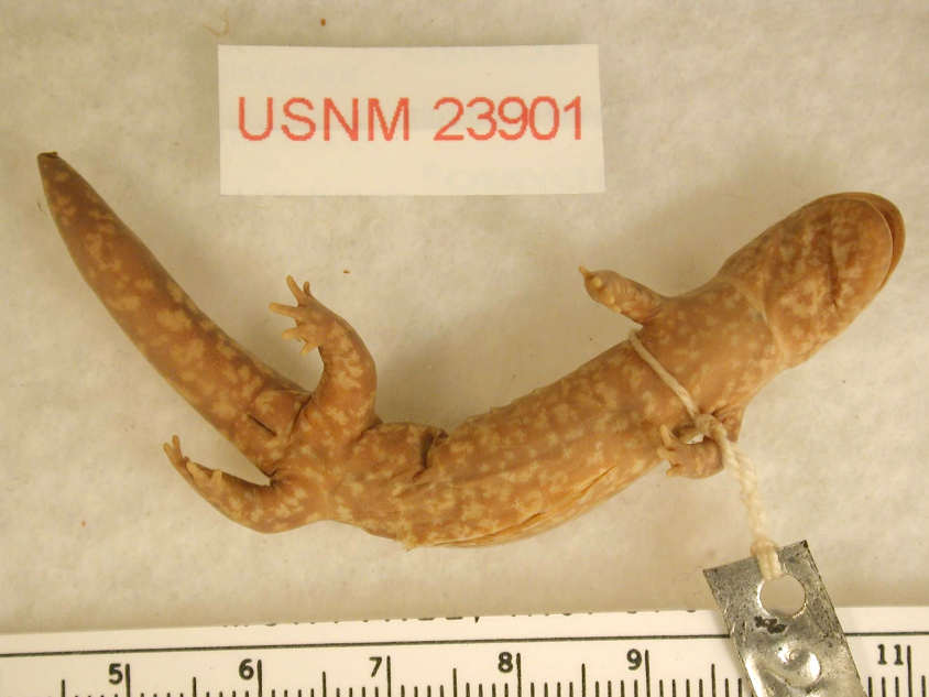 Amber-colored salamander