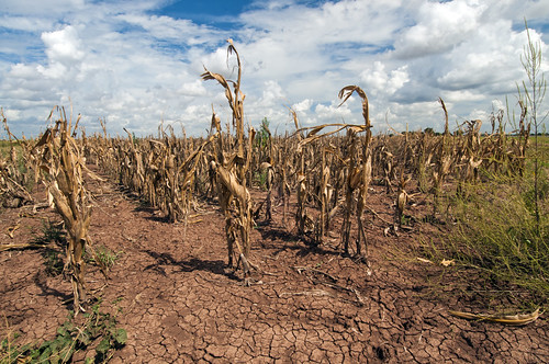 World Day to Combat Desertification and Drought