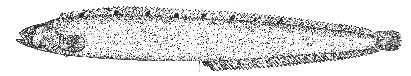 Pholis gunnellus