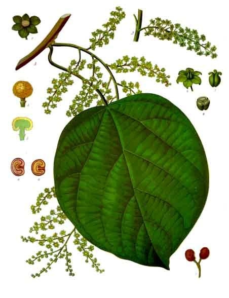 Anamirta
