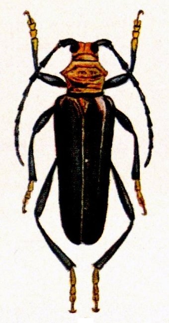 Aphrodisium panayarum