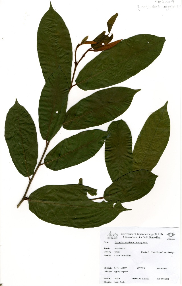 Pycnanthus angolensis