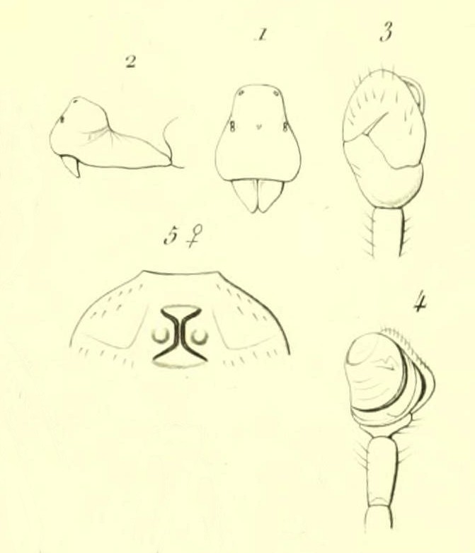Diplocephalus