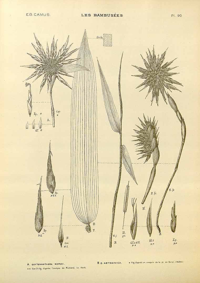 Oxytenanthera