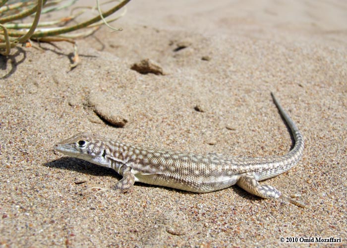 Acanthodactylus schmidti