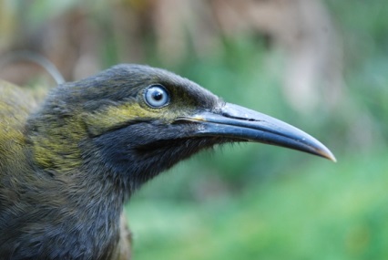 Gymnomyza samoensis