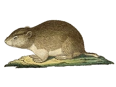 Social vole