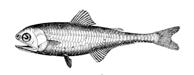 Gonichthys