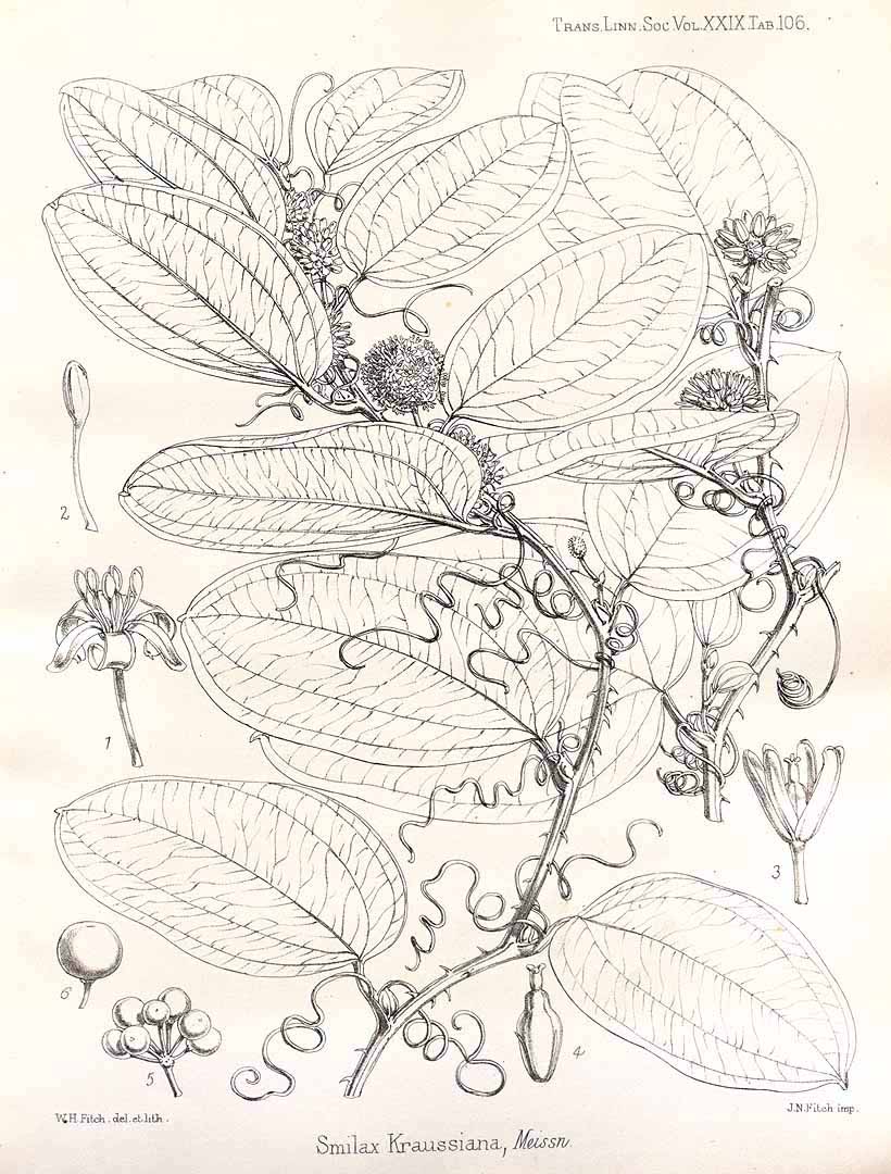 Smilax anceps