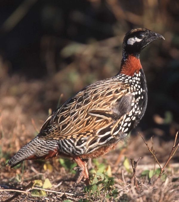 Francolinus