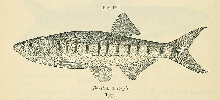 Raiamas ansorgii