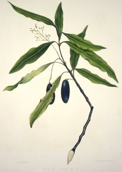 Beilschmiedia