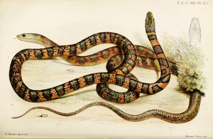 Hemerophis socotrae