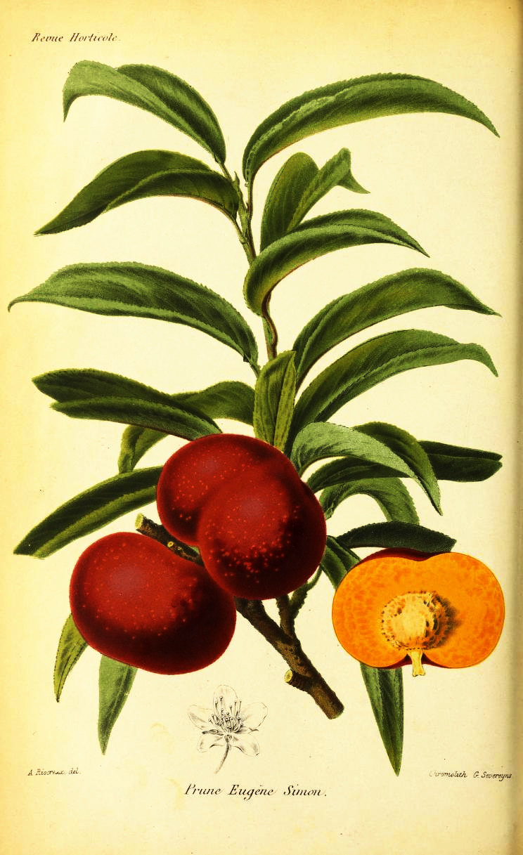 Prunus simonii