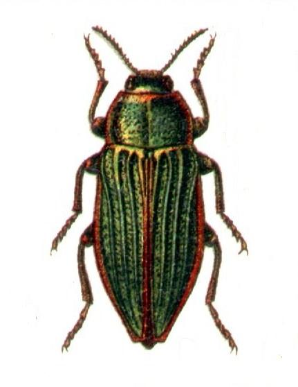 Buprestis splendens