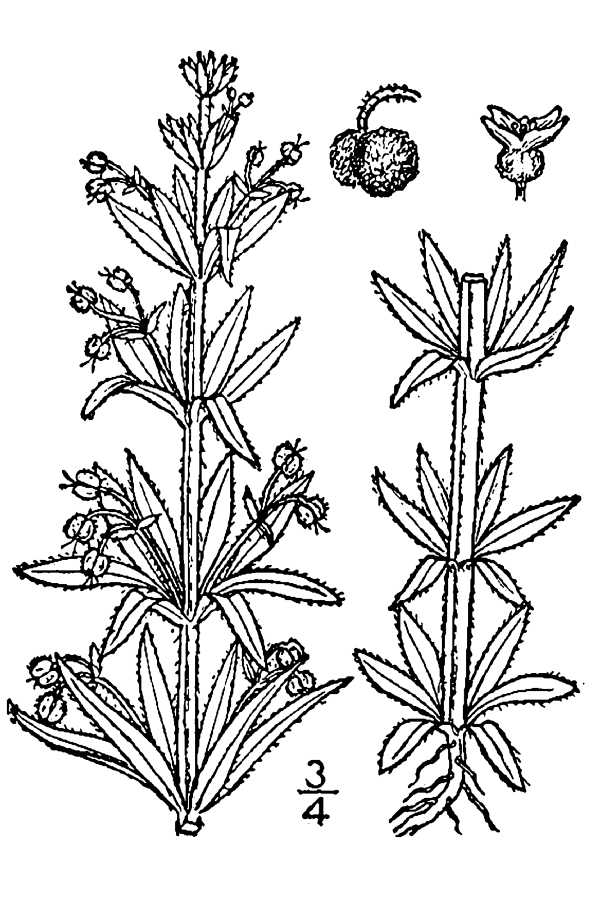 Galium tricornutum
