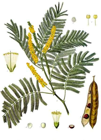 Acacieae