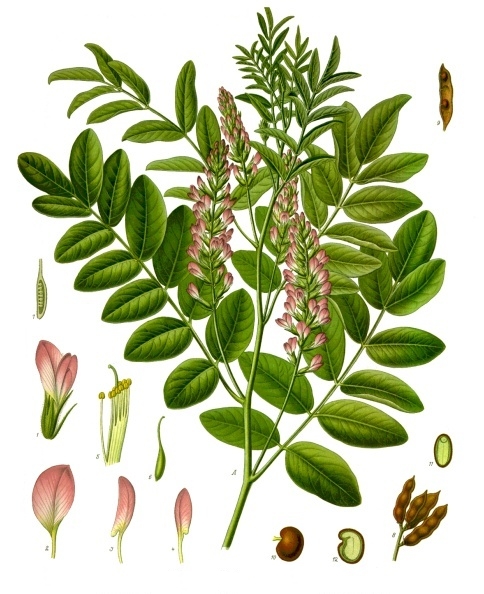 Glycyrrhiza
