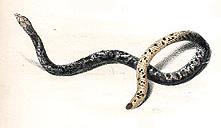 Rhinophis