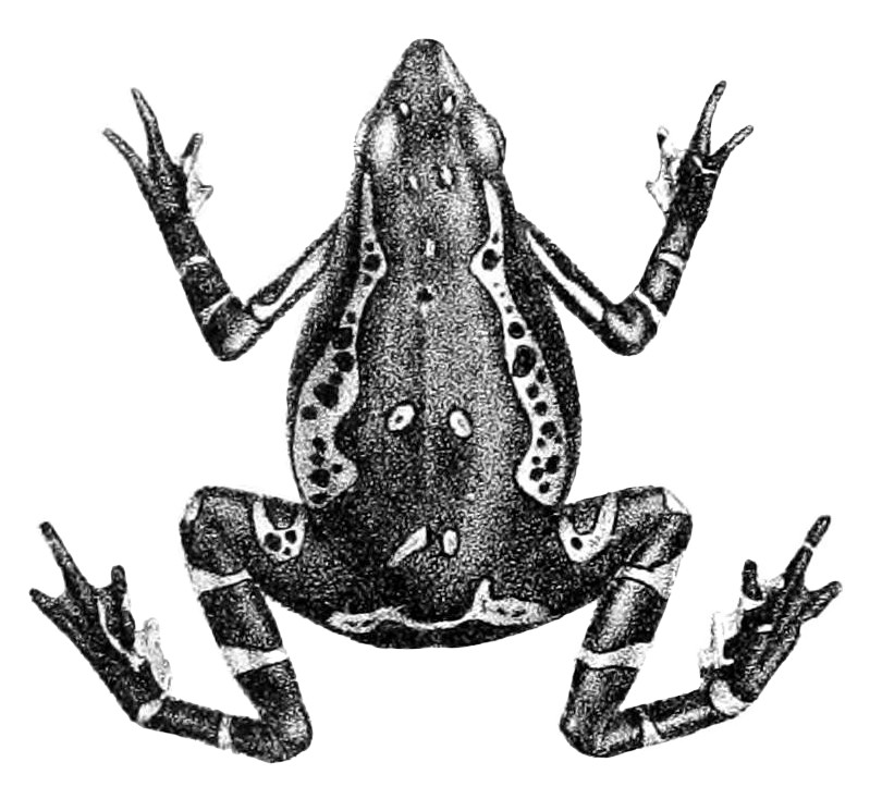 Atelopus pulcher
