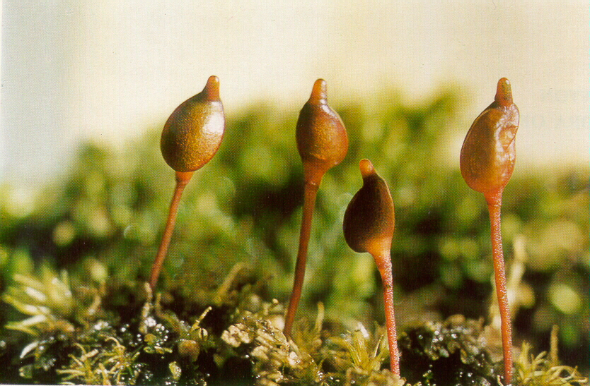 Buxbaumiaceae