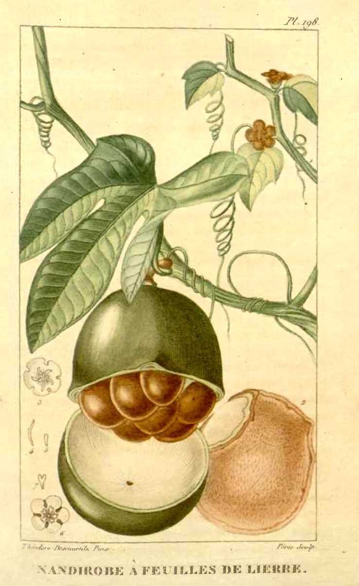 Fevillea