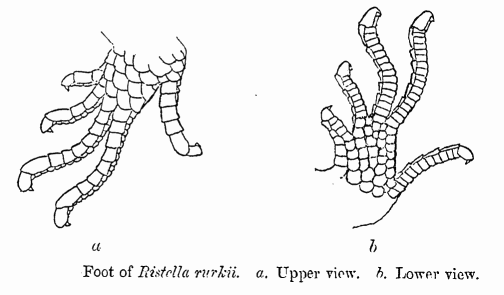 Ristella rurkii