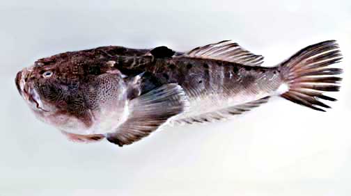 Whitemargin stargazer