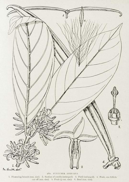 Funtumia