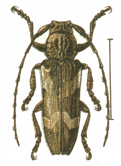 Niphona