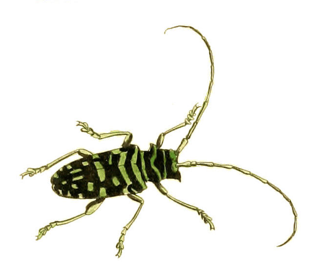 Sternotomis mirabilis
