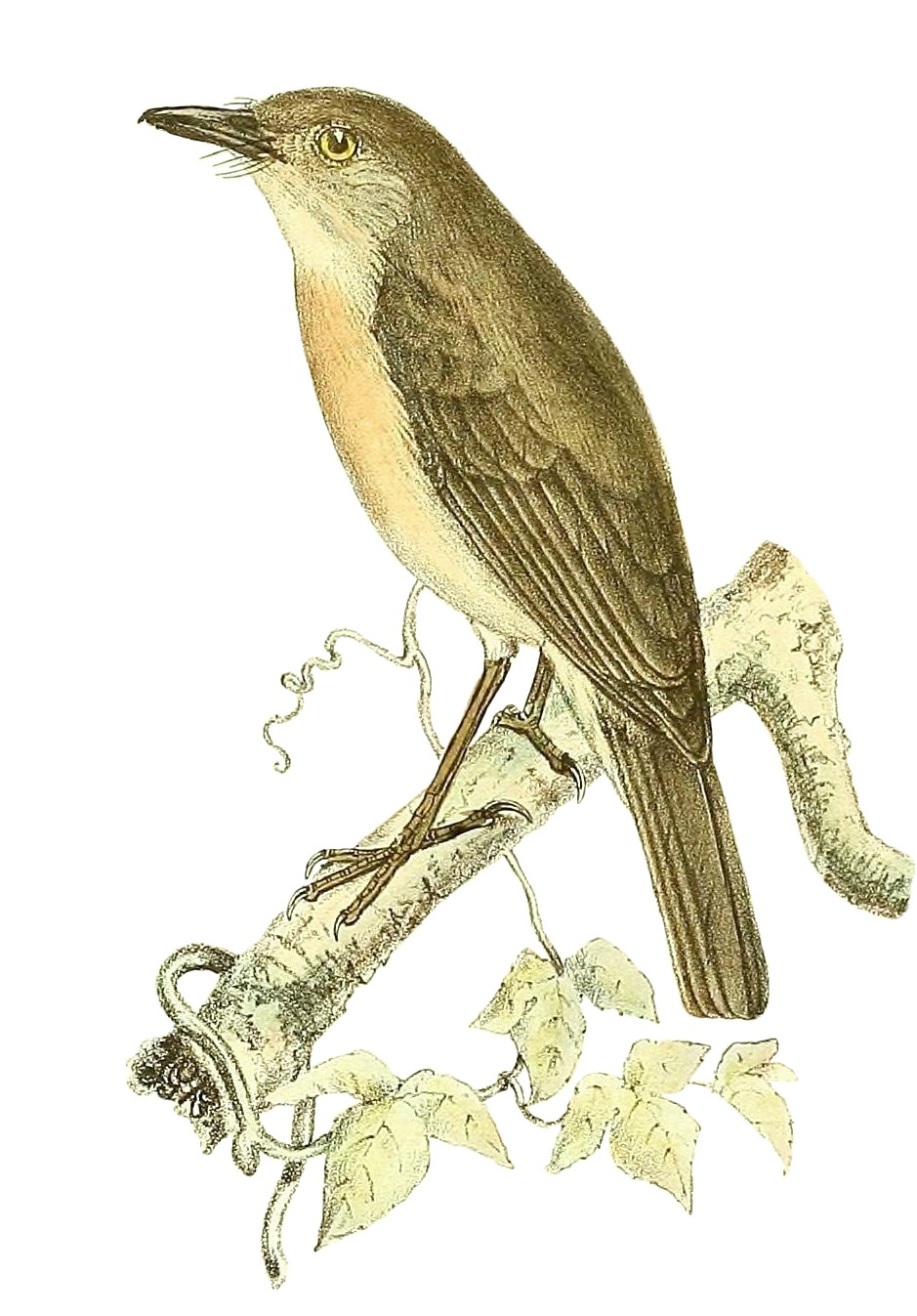 Newtonia brunneicauda
