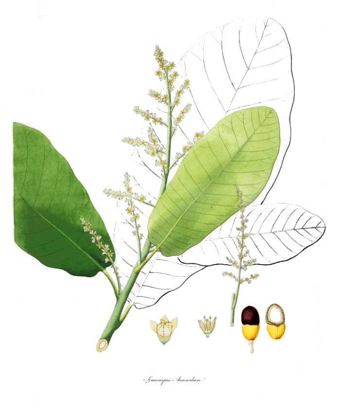 Semecarpus