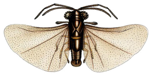 Myrmecolacidae