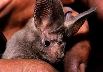 Macrotus