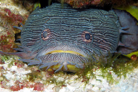 Sanopus