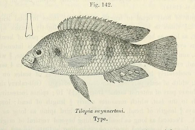 Astatotilapia swynnertoni
