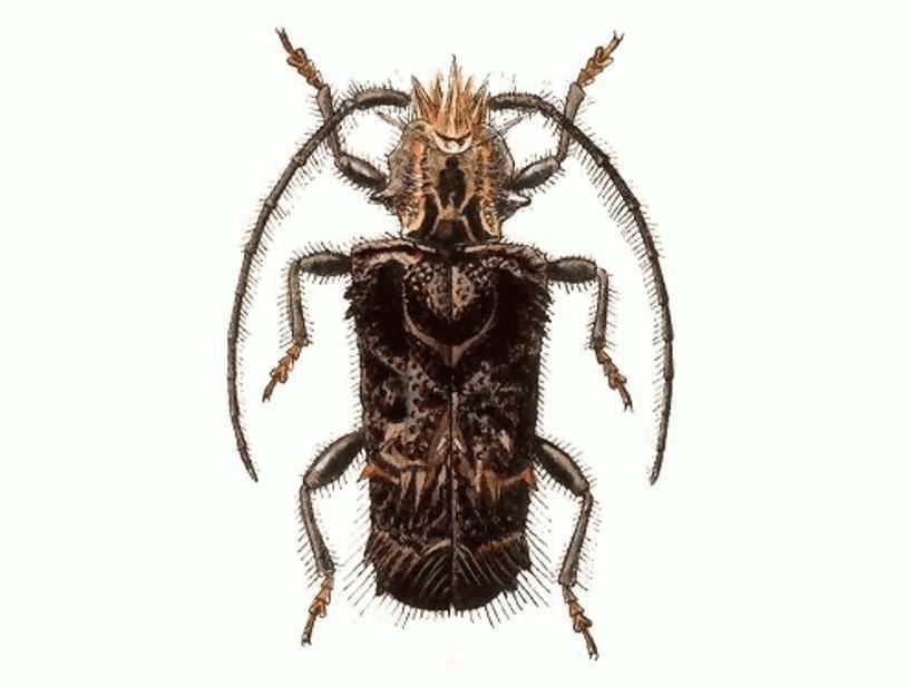 Desmiphora