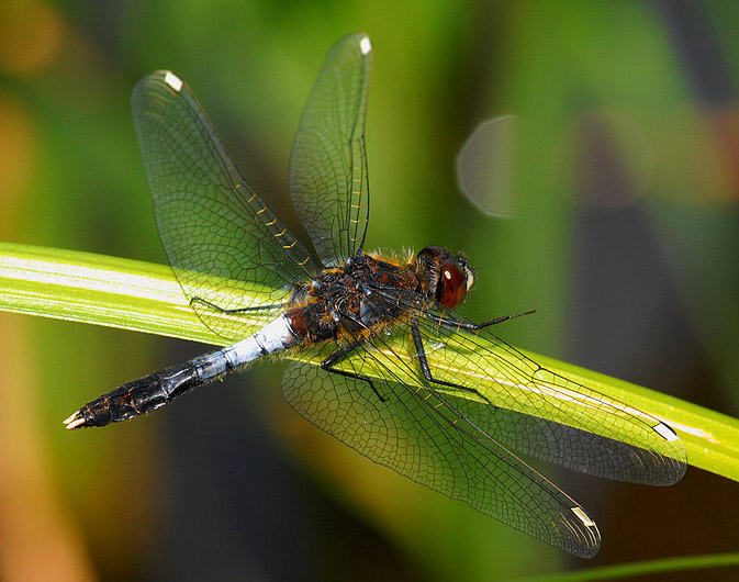 Leucorrhinia caudalis