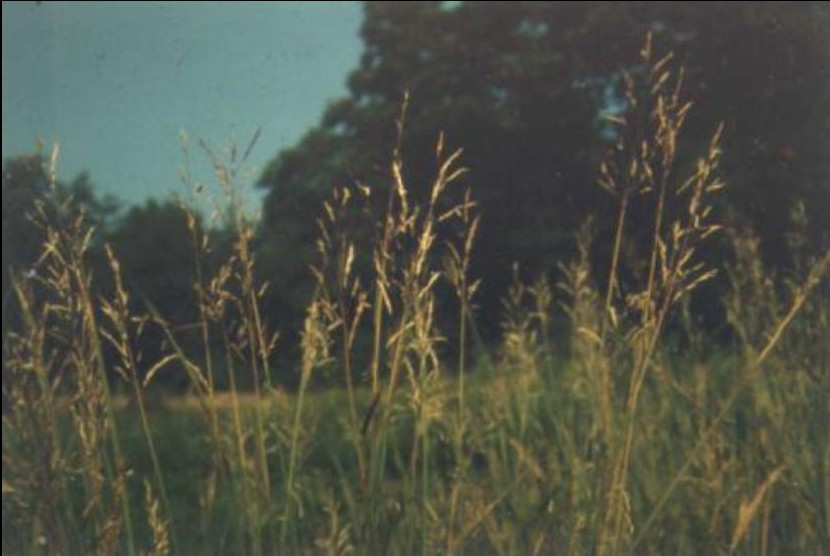 Bothriochloa bladhii